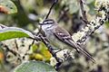 White-throated tyrannulet (Mecocerculus leucophrys setophagoides) Cundinamarca
