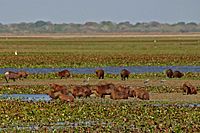 Archivo:2007 02 Capybaras 05