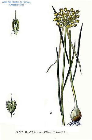 Archivo:317 Allium flavum L