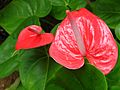 Aanthurium