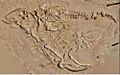 Adult and juvenile fossil rorqual skeletons from Cerro Ballena - Proc R Soc B 281 20133316 4 c