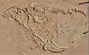 Adult and juvenile fossil rorqual skeletons from Cerro Ballena - Proc R Soc B 281 20133316 4 c.jpg
