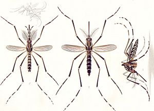Archivo:Aedes aegypti E-A-Goeldi 1905