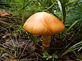 Amanita cesarea 334