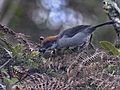 Antioquia Brushfinch imported from iNaturalist photo 53700275 on 1 October 2021