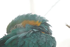 Archivo:AraArarauna