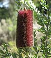 Banksia praemorsa flower