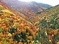 Bosque Fanlo-Sarvisé (Huesca, Pirineo Aragonés)