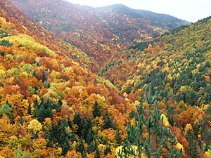 Archivo:Bosque Fanlo-Sarvisé (Huesca, Pirineo Aragonés)