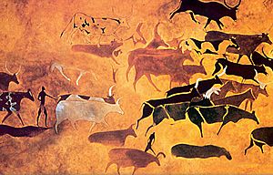 Archivo:Bulls In Africa