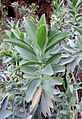 Bupleurum handiense kz1