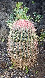 Archivo:Cactus de Barril (Ferocactus pilosus), Garachico, Tenerife, España, 2012-12-13, DD 01