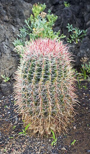 Archivo:Cactus de Barril (Ferocactus pilosus), Garachico, Tenerife, España, 2012-12-13, DD 01