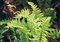 California Arena Point fern