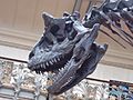 Carnotaurus skull lateral view
