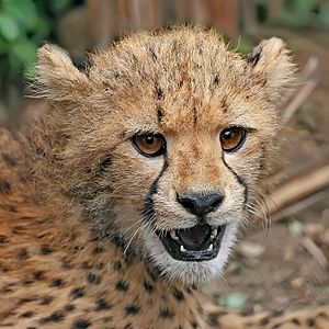 Archivo:Cheetah cub close-up crop