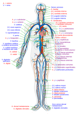Circulatory System es.svg