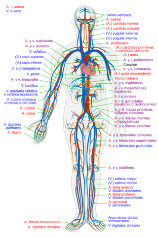 Circulatory System es.svg