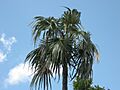 Coccothrinax argentata Florida Keys