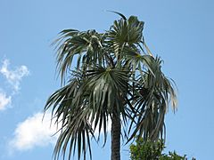 Archivo:Coccothrinax argentata Florida Keys