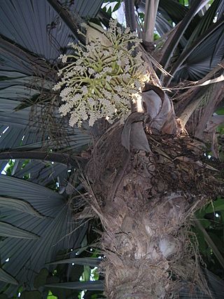 Cryosophila warscewiczii Inflorescence.jpg