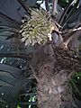 Cryosophila warscewiczii Inflorescence