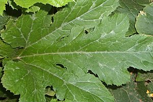 Archivo:Cucurbita pepo 'Zucchini Grey' (semillería Florensa) - "mottled leaf" picture 1