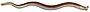 Cuvier-120-Myxine116.jpg