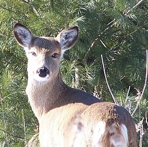 Archivo:Deer Along UT Hwy 14 near Bryce Canyon (5863880049)