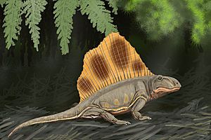 Archivo:Dimetrodon loomisi DB