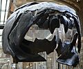 Dunkleosteus skull front