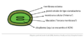 Esquema cianobacteria