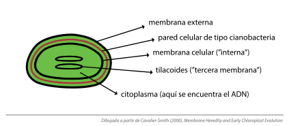 Archivo:Esquema cianobacteria