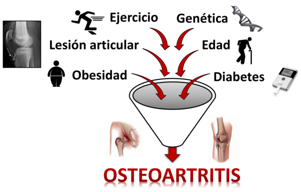 Archivo:Etiología Osteoartritis