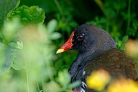 Archivo:Gallinula chloropus JdP 2013-06-29 n03