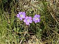 Geranium potentillifolium