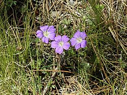 Geranium potentillifolium.jpg