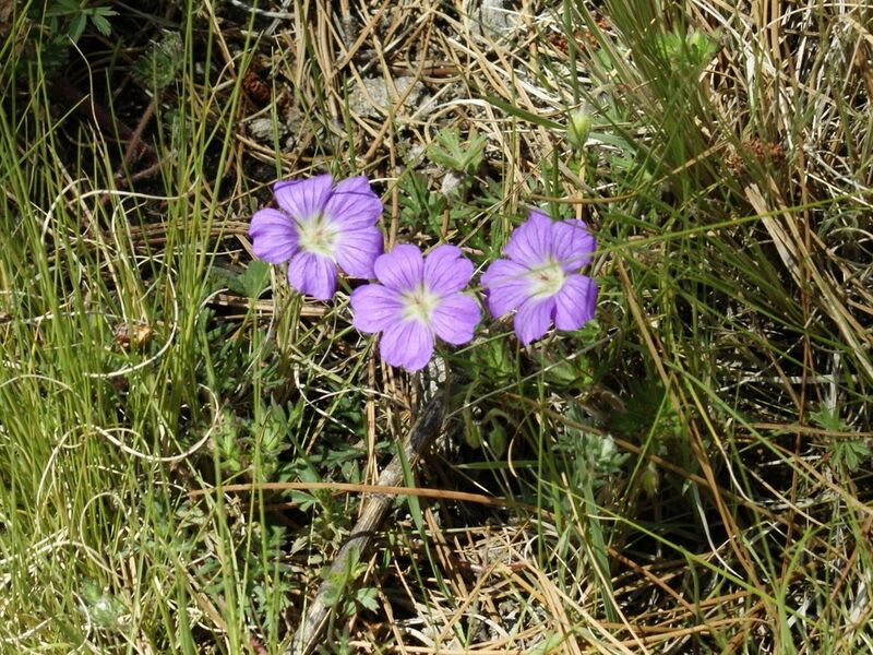 Geranium potentillifolium