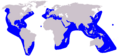 Grampus griseus distribution