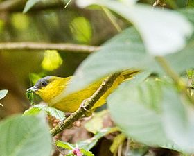 Gray-capped Hemispingus - Buscador Rey (Hemispingus reyi).jpg