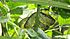 Great Lakes Bush Viper (Atheris nitschei – suspected)