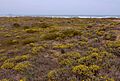 Helichrysum stoechas832