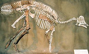 Archivo:Hypacrosaurus skeleton RTM