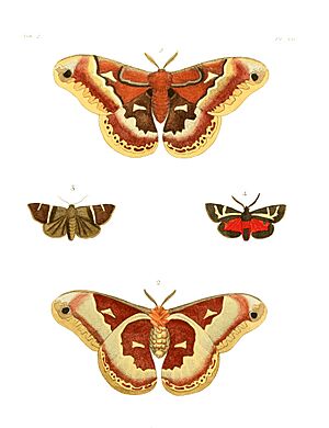 Archivo:Illustrations of Exotic Entomology II 12