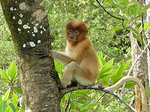 Archivo:Juvenile Proboscis Monkey