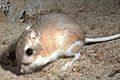 Kangaroo-rat