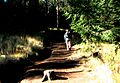 La Malinche Wald