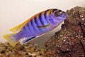 Labidochromis sp "hongi"