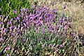 Lavandula pedunculata subsp. pedunculata 1