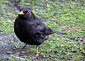 Male blackbird